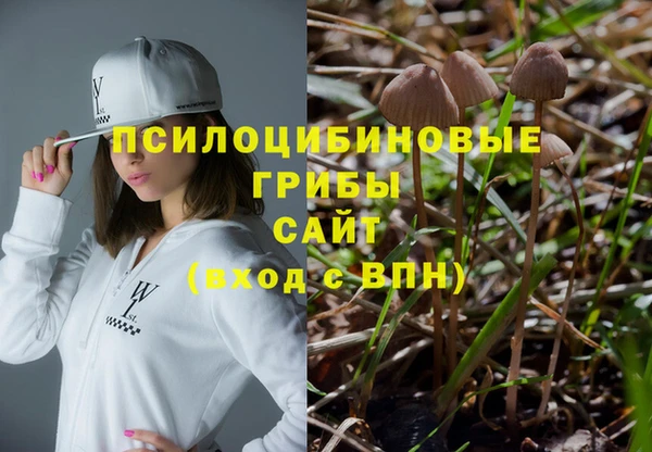 прущие грибы Медвежьегорск